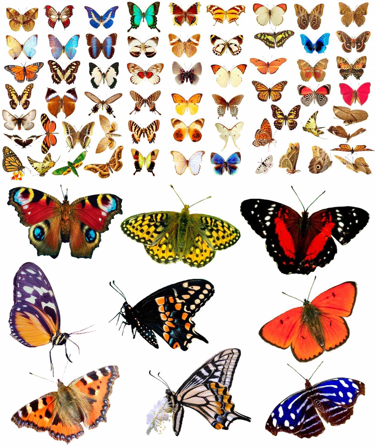 Включи где бабочки. Разноцветные бабочки. Много бабочек. Разные бабочки. Бабочки цветные.